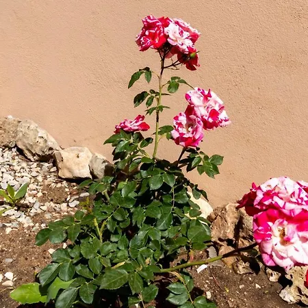 Welcomely - Il Giardino Di Lilly * Oristano